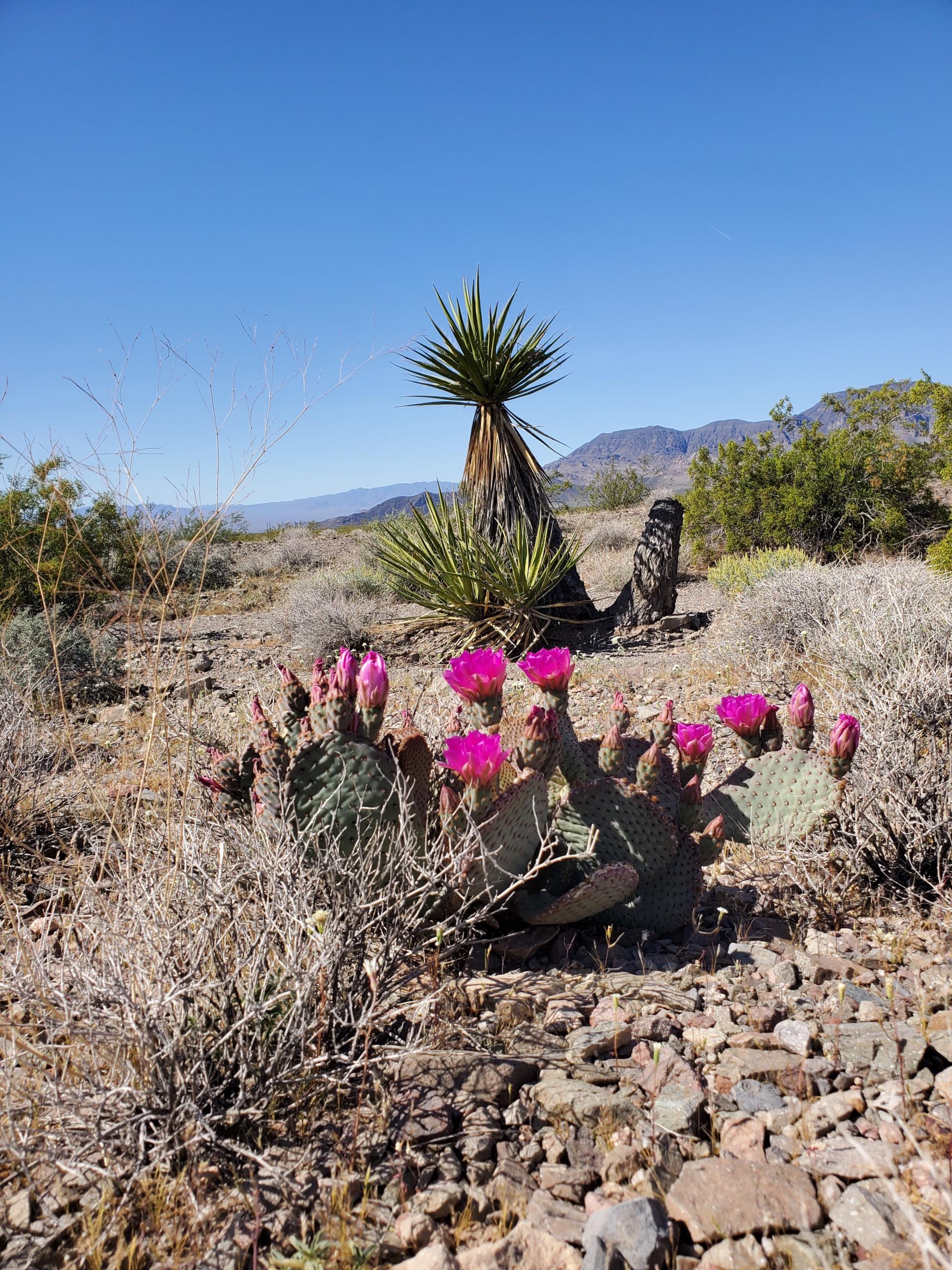 desert landscape with cactus
