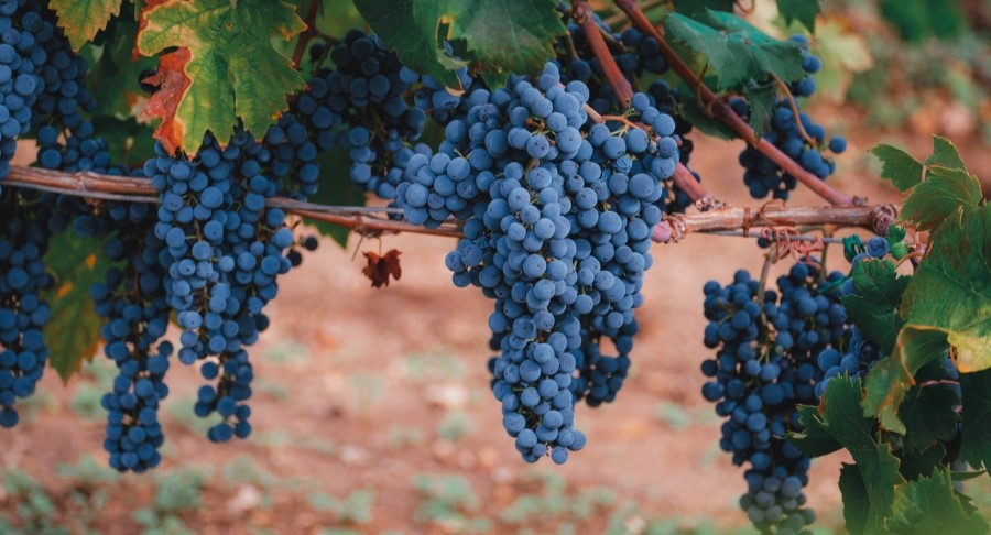 Grape Vine Planting Calendar Widget 900x486