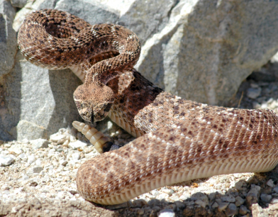 Western Diamond-Back rattlesnake