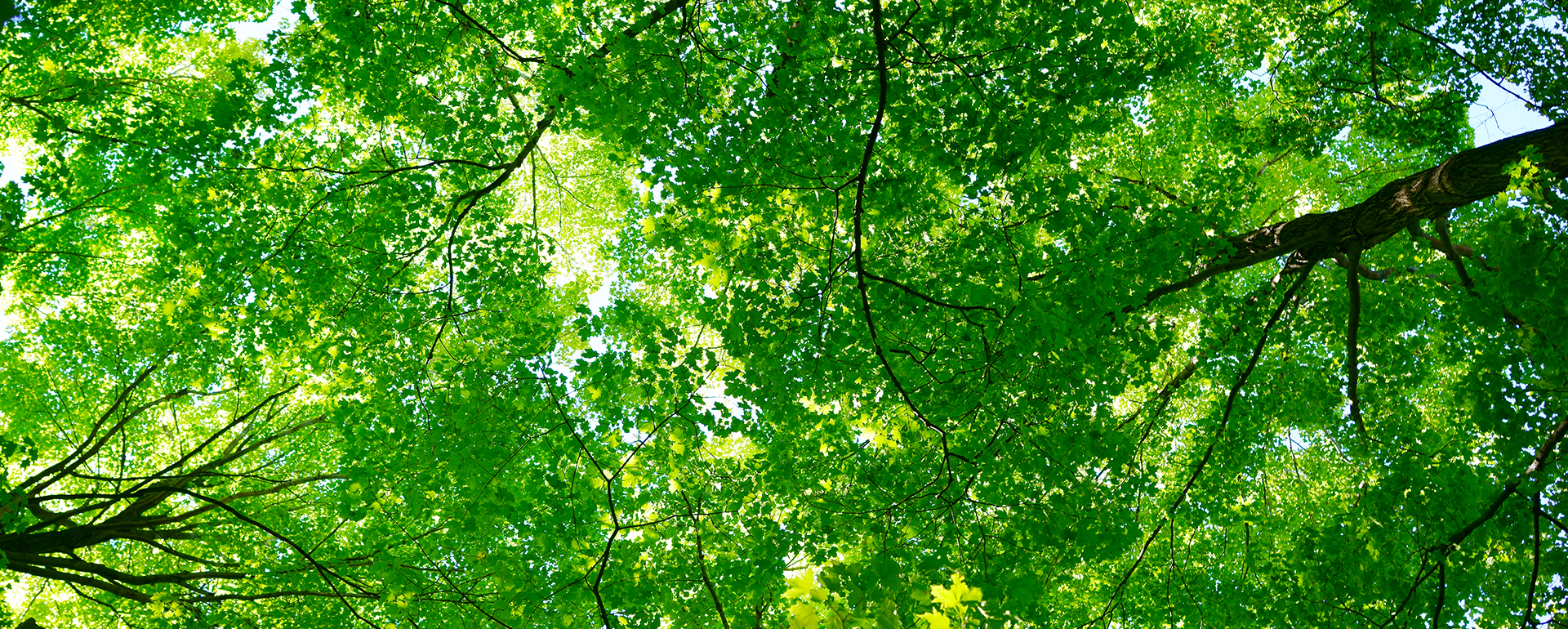 tree-canopy-1920x770
